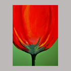 Rode Tulp Drei